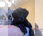 Small Photo #21 Bernedoodle Puppy For Sale in REYNOLDSBURG, OH, USA