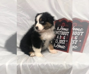 Australian Shepherd Puppy for sale in INDIANAPOLIS, IN, USA