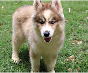 Siberian Husky Puppy for sale in CONCORD, NC, USA