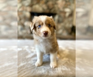 Australian Shepherd Puppy for sale in ABINGDON, VA, USA