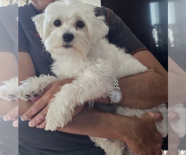 Medium Photo #1 Maltese Puppy For Sale in LOCKHART, TX, USA