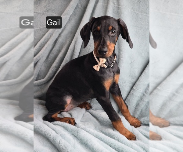 Medium Photo #3 Doberman Pinscher Puppy For Sale in POMEROY, OH, USA