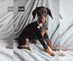 Small #2 Doberman Pinscher