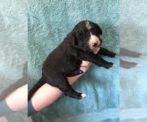 Bernedoodle Puppy for sale in LUVERNE, MN, USA