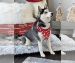 Small #4 Siberian Husky