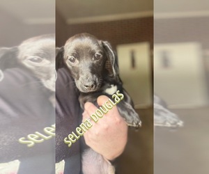 Dachshund Puppy for Sale in BENNETTSVILLE, South Carolina USA