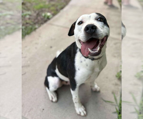 Medium Photo #1 American Staffordshire Terrier Puppy For Sale in Spring Lake, NC, USA
