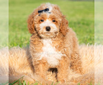 Small Photo #36 Poodle (Miniature) Puppy For Sale in WARSAW, IN, USA