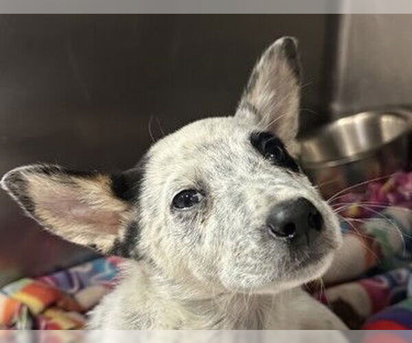 Medium Photo #1 Mutt Puppy For Sale in Redwood City, CA, USA