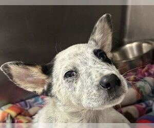 Mutt Dogs for adoption in Redwood City, CA, USA
