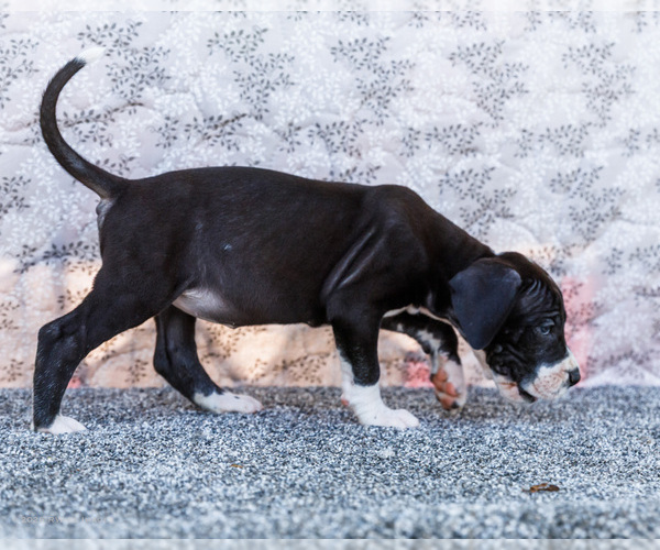 Medium Photo #8 Great Dane Puppy For Sale in WAKARUSA, IN, USA