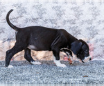Small #7 Great Dane