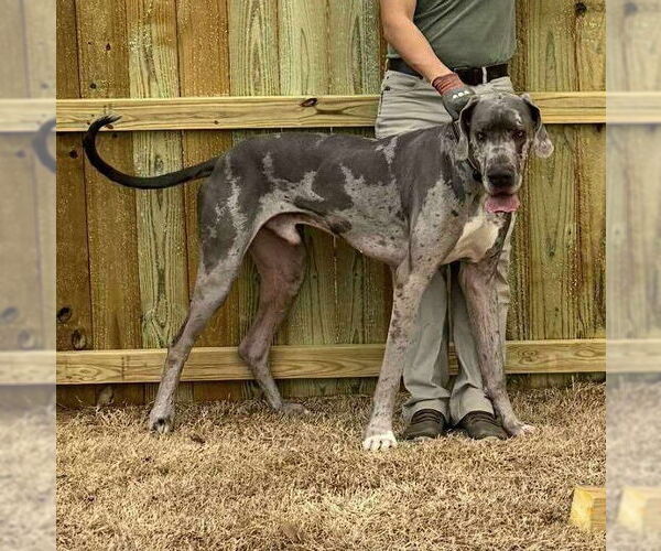 Medium Photo #2 Great Dane Puppy For Sale in Vail, AZ, USA