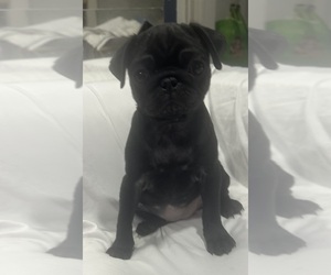 Pug Puppy for sale in LITTLE FALLS, NJ, USA