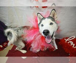 Siberian Husky-Unknown Mix Dogs for adoption in Decatur, IL, USA