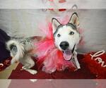 Small Siberian Husky Mix