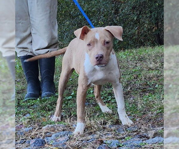 Medium Photo #4 American Pit Bull Terrier-Unknown Mix Puppy For Sale in Wetumpka, AL, USA