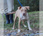 Small #3 American Pit Bull Terrier Mix