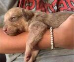 Small Photo #9 Chesapeake Bay Retriever Puppy For Sale in EASTMAN, WI, USA