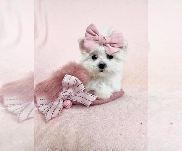 Medium Photo #8 Maltese Puppy For Sale in TAMPA, FL, USA