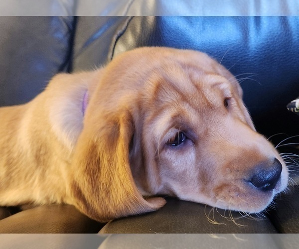 Medium Photo #68 Labrador Retriever Puppy For Sale in BUFFALO, NY, USA