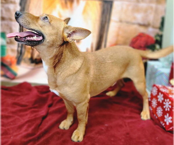 Medium Photo #5 Chi-Corgi Puppy For Sale in Anniston, AL, USA