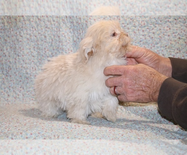 Medium Photo #9 Shih Tzu Puppy For Sale in DYERSBURG, TN, USA