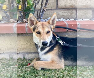 Tai - Male Basenji-Unknown Mix Dog for Adoption - Photo #4