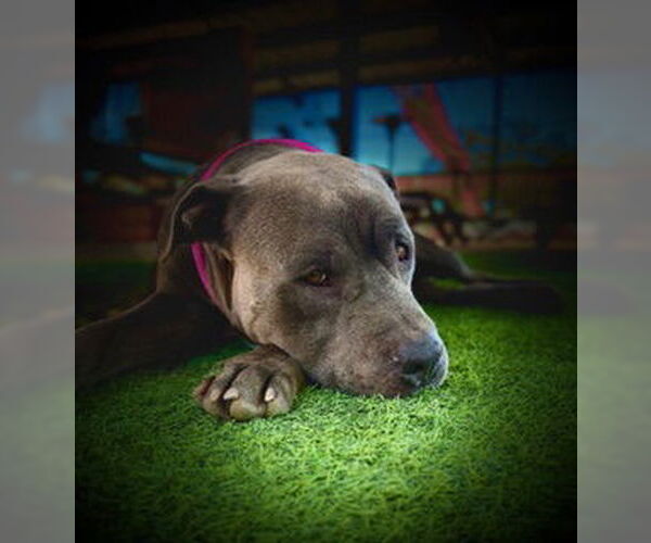 Medium Photo #8 Mutt Puppy For Sale in Pleasanton, TX, USA