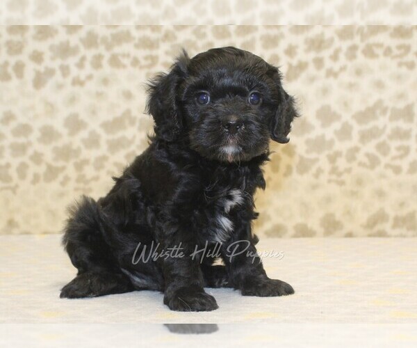 Medium Photo #4 Cavapoo Puppy For Sale in DENVER, PA, USA
