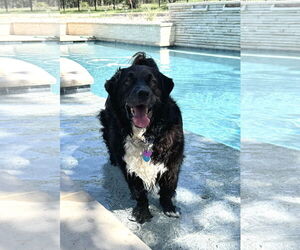 Border Collie Dogs for adoption in Fort Worth, TX, USA