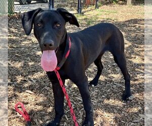 Shepradors Dogs for adoption in Santa Cruz, CA, USA