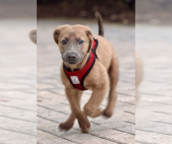 Medium Photo #4 Golden Labrador Puppy For Sale in Royal Palm Beach, FL, USA