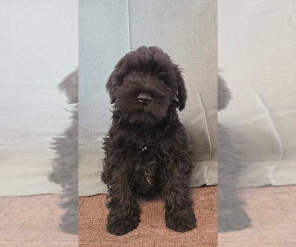 Medium Photo #8 Schnauzer (Miniature) Puppy For Sale in Hatvan, Heves, Hungary