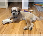 Small Poodle (Standard)-Wheaten Terrier Mix