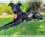 Small #3 Labrador Retriever Mix