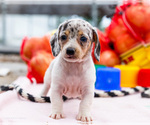 Small #9 Dachshund