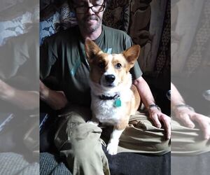 Father of the Pembroke Welsh Corgi puppies born on 11/30/2020