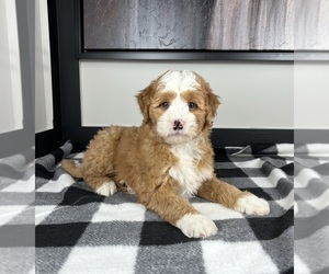 Miniature Bernedoodle Puppy for sale in FRANKLIN, IN, USA