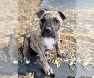 American Pit Bull Terrier Dogs for adoption in Claremore, OK, USA