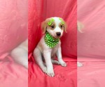 Small Labrador Retriever Mix