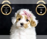 Small Photo #102 Maltipoo Puppy For Sale in WARSAW, IN, USA