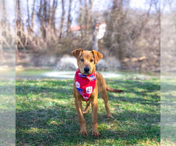 Medium Photo #9 Doberman Pinscher-Unknown Mix Puppy For Sale in Unionville, PA, USA