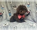 Small #1 ShihPoo