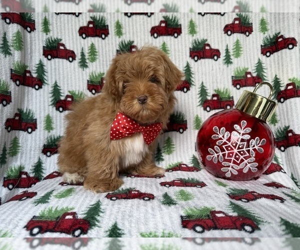 Medium Photo #5 Lhasa Apso Puppy For Sale in LAKELAND, FL, USA