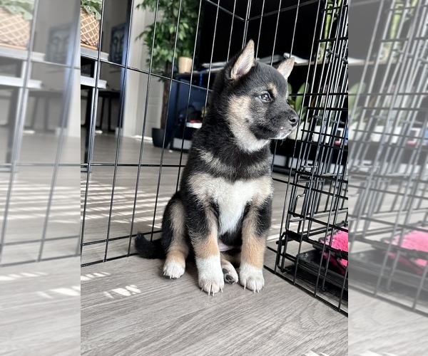 Medium Photo #10 Shiba Inu Puppy For Sale in DENVER, CO, USA