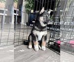 Small Photo #10 Shiba Inu Puppy For Sale in DENVER, CO, USA