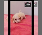 Dolly - Female Havapoo Puppy for Sale - Photo #3