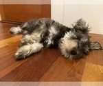 Small Photo #11 Schnauzer (Miniature) Puppy For Sale in CAMBRIDGE, MA, USA