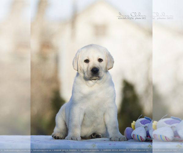 Medium Photo #1 Labrador Retriever Puppy For Sale in Bilhorod-Dnistrovskyi, Odessa, Ukraine